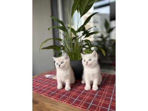 Brıtısh shorthair sılver yavrularım 