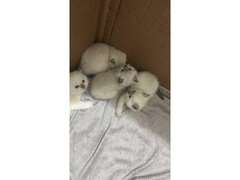 Kedilerim için rezervasyon başlamıştır