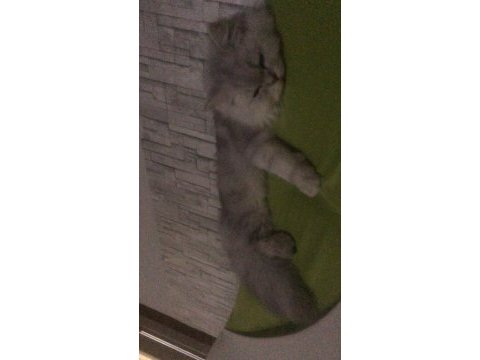 1 yaşında safkan erkek chincilla