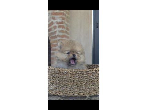 Irk garantili saf kan pomeranian