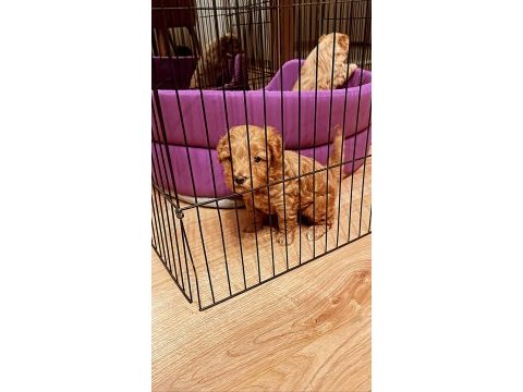 Anne altından toy poodle