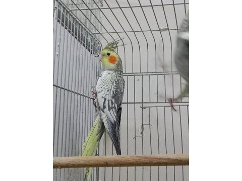 2 aylık sultan papağanı yavrular