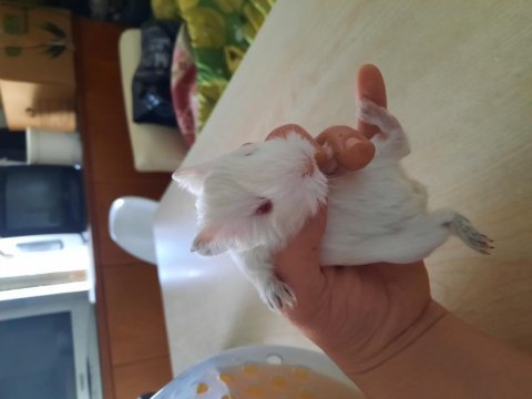 Beyaz sheltie ginepig yavrularımız
