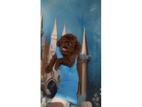Red brown kore toy poodle