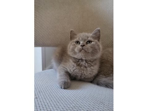 Scottish fold ve british yavrular