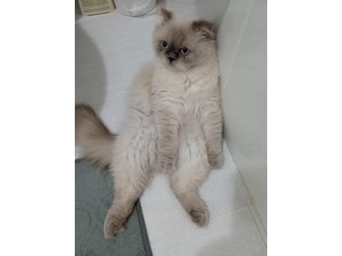 Mükemmel ırk asil scottish fold kedimiz