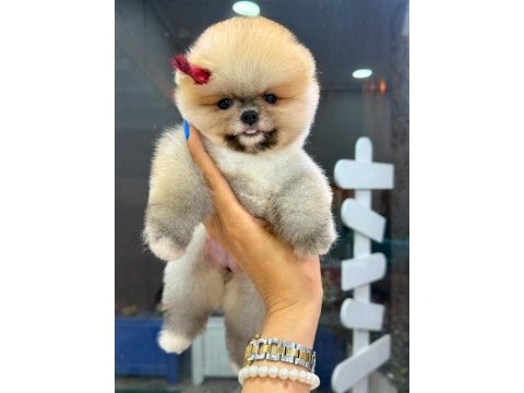 Dişi ve erkek pomeranian yavrular
