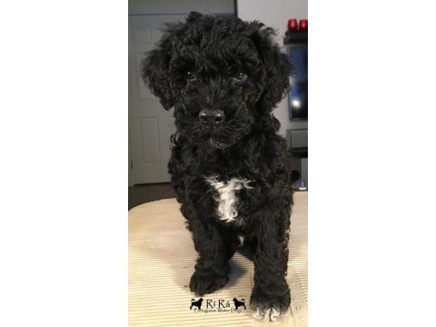 Tuzla ücretsiz terrier
