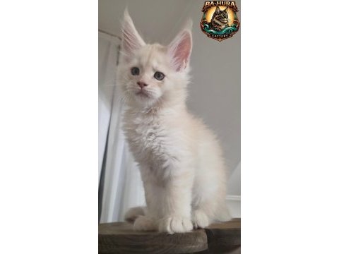 Kusursuz soy ağacından gelen erkek maine coon
