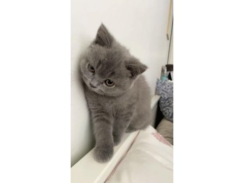 British shorthair yavru oyuncu