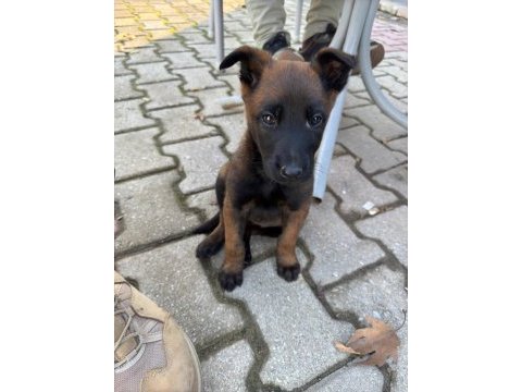 Belçika malinois yavruları
