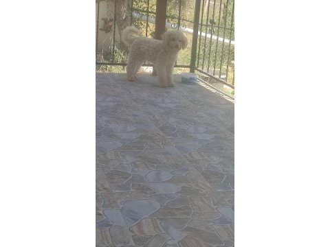 9 aylık erkek minyatür toy poodle