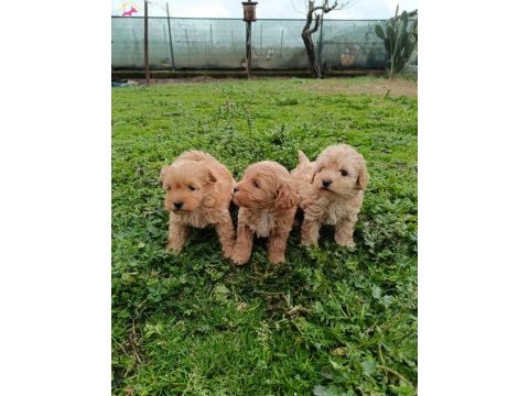 Maltipoo bebekler