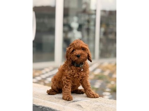 A kalite toy poodle dişi erkek yavrular