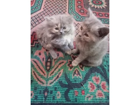 British longhair yavru kediler