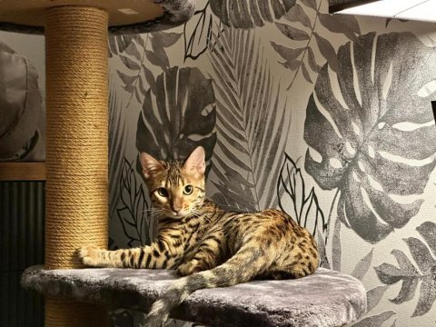 Erkek ve dişi bengal kedisi yavrularımızı sahiplendiriyoruz