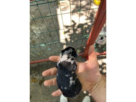 Köpeğimiz sizi bekliyorlar