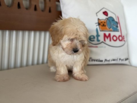 Petmode köpek çiftliğinden maltipoo yavrularımız