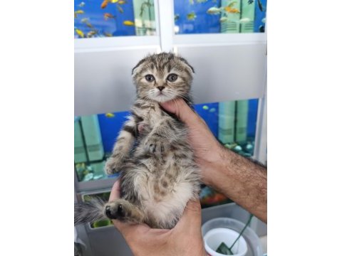55 günlük son 4 yavru scottish fold