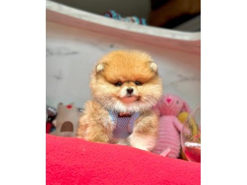 Teddy turuncu ayı surat pomeranian