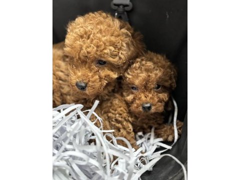 Mükemmel toy poodle yavrular