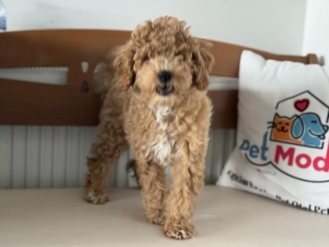 Petmode köpek çiftliğinde ziyarete açık maltipoo