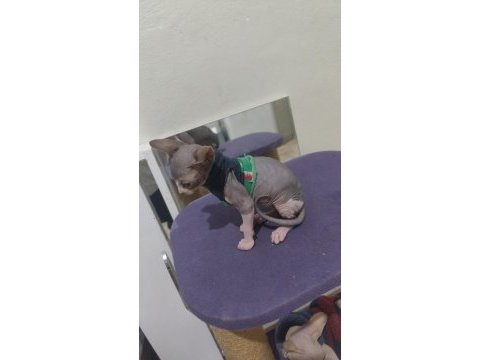 Sphynx home blue point