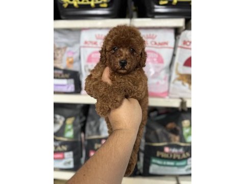 Red brown toy poodle yavrumuz