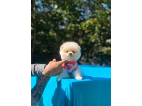 Minik pomeranian köpekler