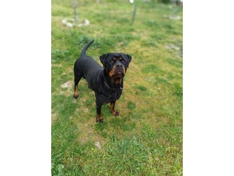 A kalite dişi rottweiler