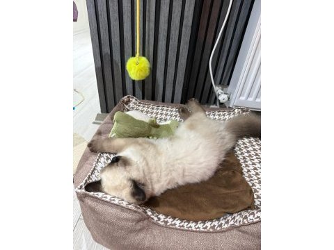 5 aylik british longhair blue point