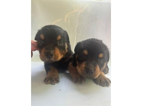 Rottweiler yavrularımız yeni yuvasını arıyor