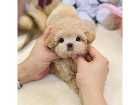 Maltipoo bebeklerim