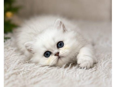 British longhair ve shorthair silver