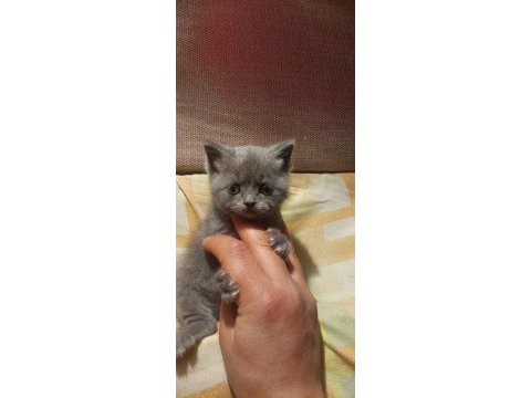 Sevimli british shorthair bebekler