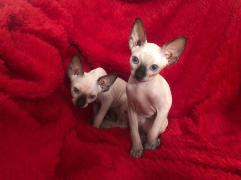 Sphynx sfenks tüysüz dişi erkek yavruları