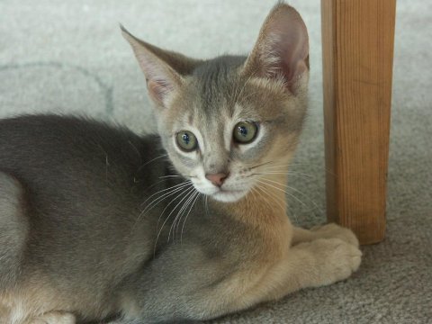 Safkan blue (mavi) habeş erkek yavru