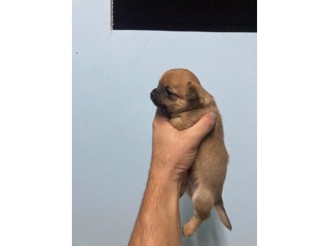 Elma kafa chihuahua ırk garantili