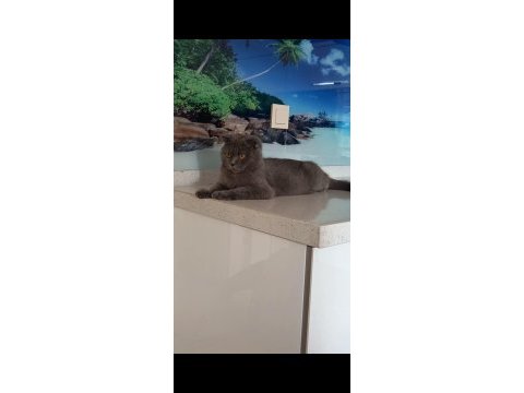 Scottish fold 2 yaşında