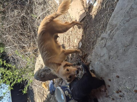 Sevimli köpekler sıcak bir yuva arıyor