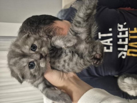 Bebiş scottish fold kediler
