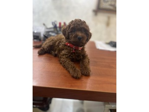 2 aylık erkek korekan poodle yavru