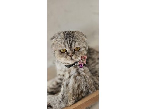 Dişi scottish fold kedimiz