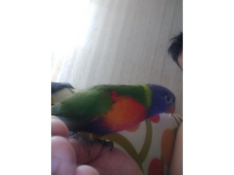 Lori papağanı 3 aylık