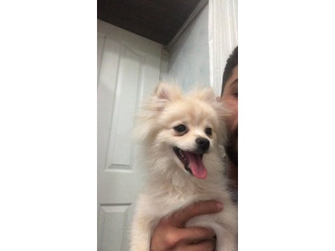 6 aylık spitz yavrumuz yuvasını arıyor