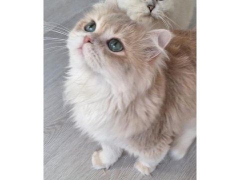 British longhair ay12 dilüsyon taşıyıcı erkek