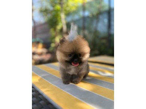 Safkan pomeranian yavrular mevcut yavrularımız s kalite