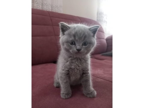British shorthair 39 günlük yavrular