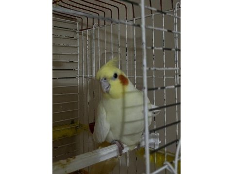 Dişi sultanıma eş arıyorum