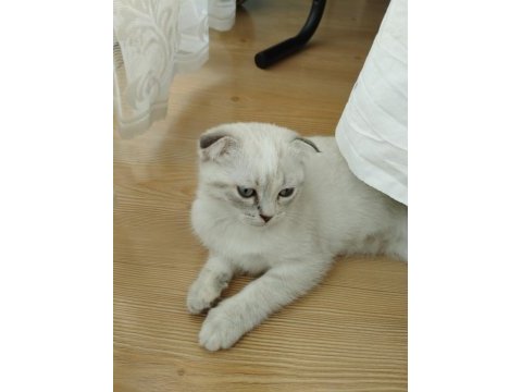 Üç aylık scottish fold miniğimize kalıcı yuva